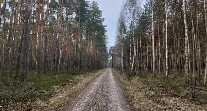 Zmianę klimatu widać w lesie. Sezon wegetacyjny rozpoczyna się znacznie wcześniej [Rozmowa]