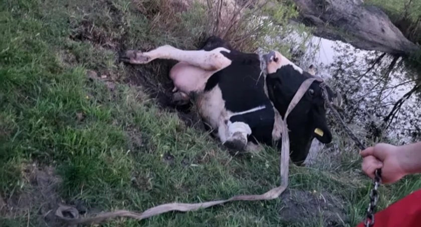 Strażacy ratowali krowę, która wpadła do stawu w miejscowości Taras w gminie Przedbórz