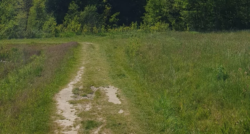 Czytelniczka: Bóbr to zwierzę chronione. Powinno się ustalić, czy ten został otruty czy padł ze starości. UM: Zwierzę zostało zutylizowane