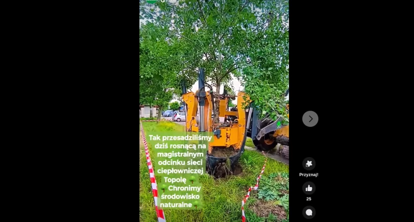 PGK przesadziło drzewo zamiast je wycinać. Rosło na sieci ciepłowniczej, a spółka będzie tę rurę wymieniać
