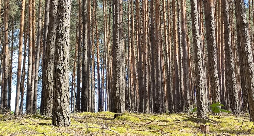 Ktoś wezwał straż do pożaru lasu. Wysłano cztery zastępy. Szukały ognia, szukały, ale…