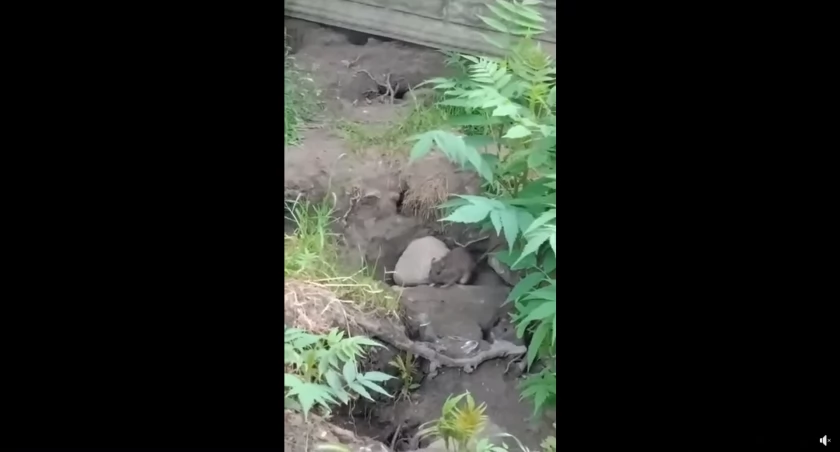 [WIDEO] Mieszkaniec Jagiellońskiej: Największa kolonia szczurów w mieście, wieczorem są ich nawet setki