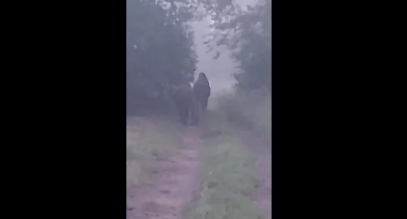Bizony pod Gidlami. Mamy wideo: „To gatunek inwazyjny, więc możliwy jest odstrzał” [FILM]