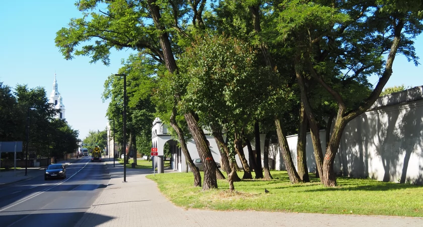 Drzewa rosnące przy klasztorze oo. Franciszkanów idą pod piłę. - To ze względów bezpieczeństwa - mówi dendrolog
