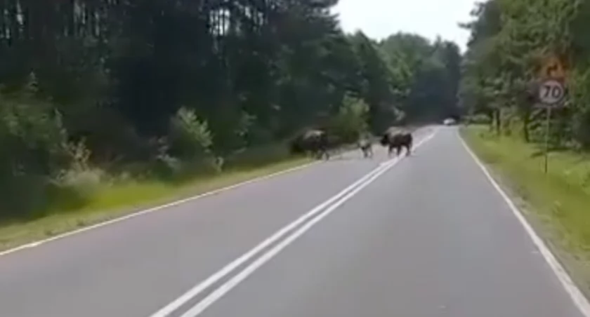[WIDEO] Starostwo informuje: Właściciel ich szuka. Bizony się nie przejmują i pojawiają raz tu, raz tam...