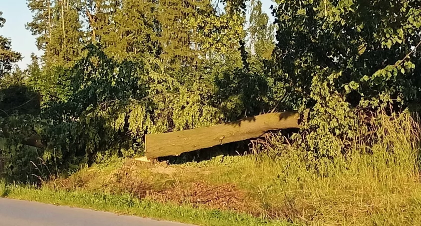 Czytelnik: - Nie tylko w Radomsku wycinają drzewa. W powiecie też rżną aż miło... Starostwo: 