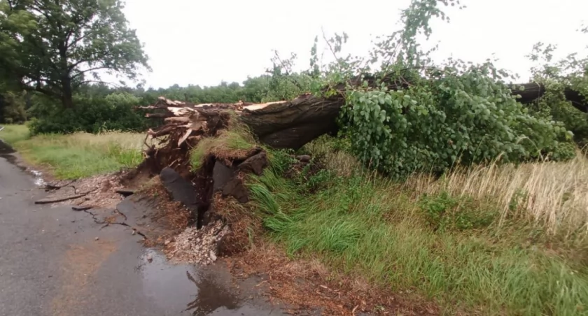 Interwencje straży pożarnej, powalone drzewa, uszkodzony dach. Rano nad częścią powiatu przeszła burza