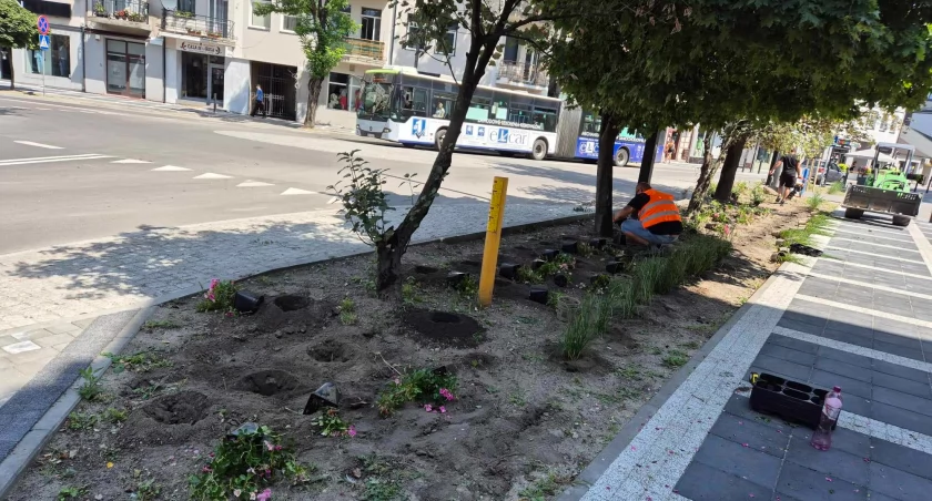 Przy Warszyca pojawiły się nowe rośliny. Trawniki zdobią przede wszystkim kwitnące róże 