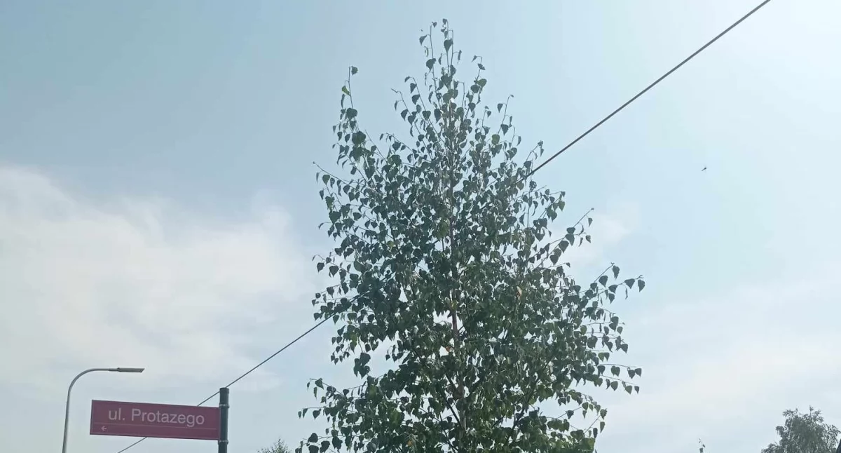 Czytelnik: Piękna ulica Szarych Szeregów, czyli piękne chwasty, brzózki w kablach albo kable w brzózkach