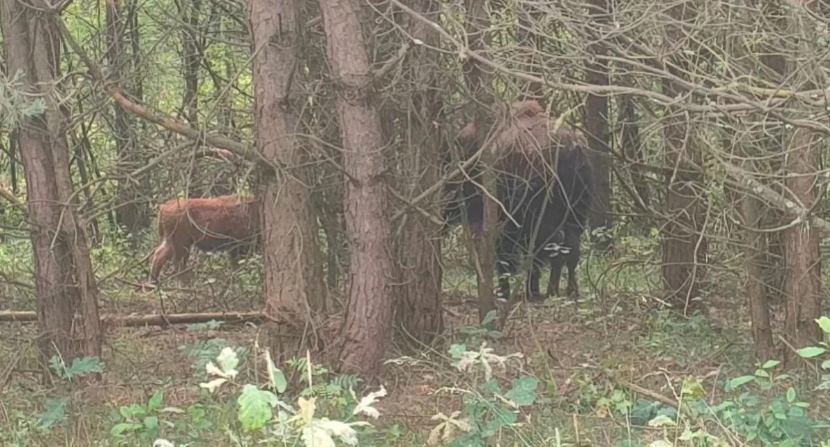 Bizon Forest kochał wolność. I wciąż uciekał. GDOŚ wydał wyrok - zagraża żubrom. Wyrok został wykonany
