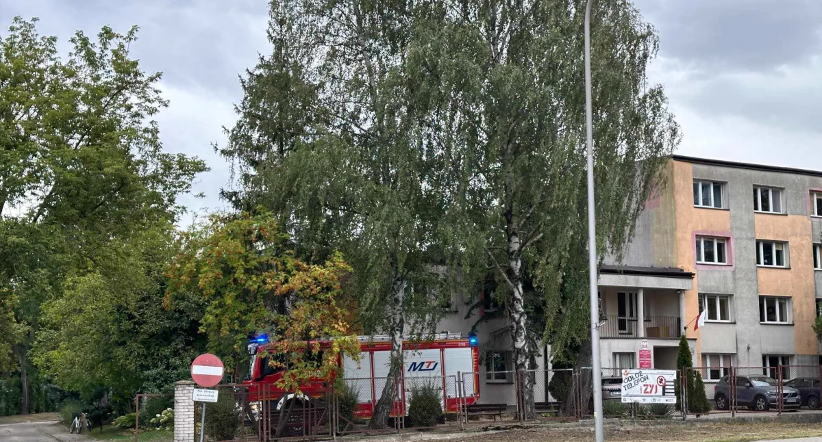 Szerszenie założyły gniazdo na budynku Bursy Szkolnej przy ulicy Piastowskiej. Wezwano strażaków
