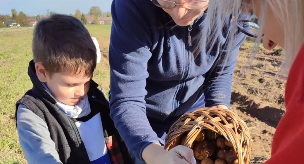[WIDEO, ZDJĘCIA] Dzieci z grupy Zajączków na wykopkach. Samodzielnie zbierały ziemniaki z pola państwa Wilków