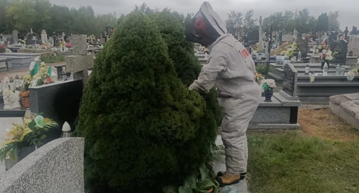 Strażacy z Kamieńska usuwali gniazdo os. Niebezpieczne owady gniazdo zbudowału na cmentarzu