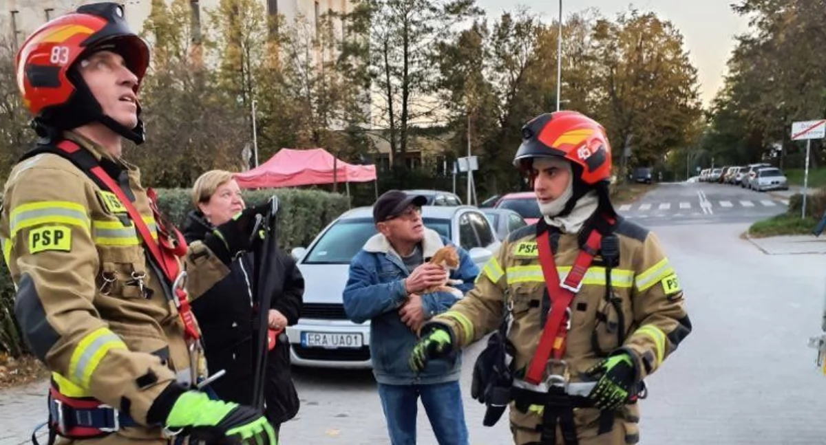 Strażacy usłyszeli: - Mój kot wszedł na balkon na trzecim piętrze, sam nie zejdzie