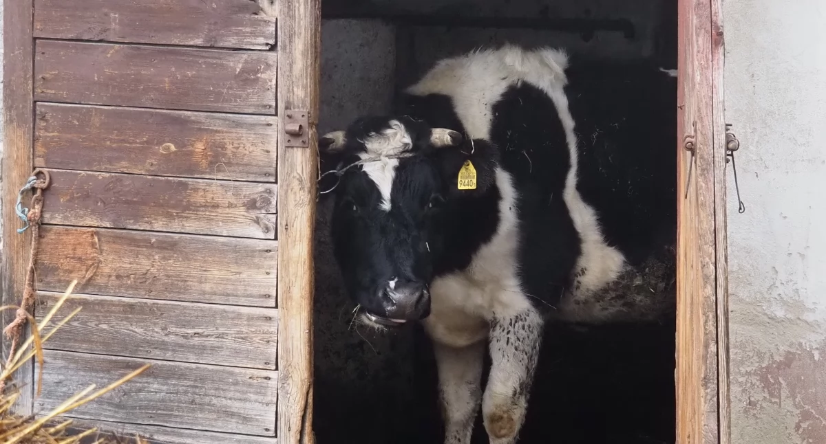 Zwierzęta trzymane w złych warunkach. Przez pięć lat nic się nie zmieniło