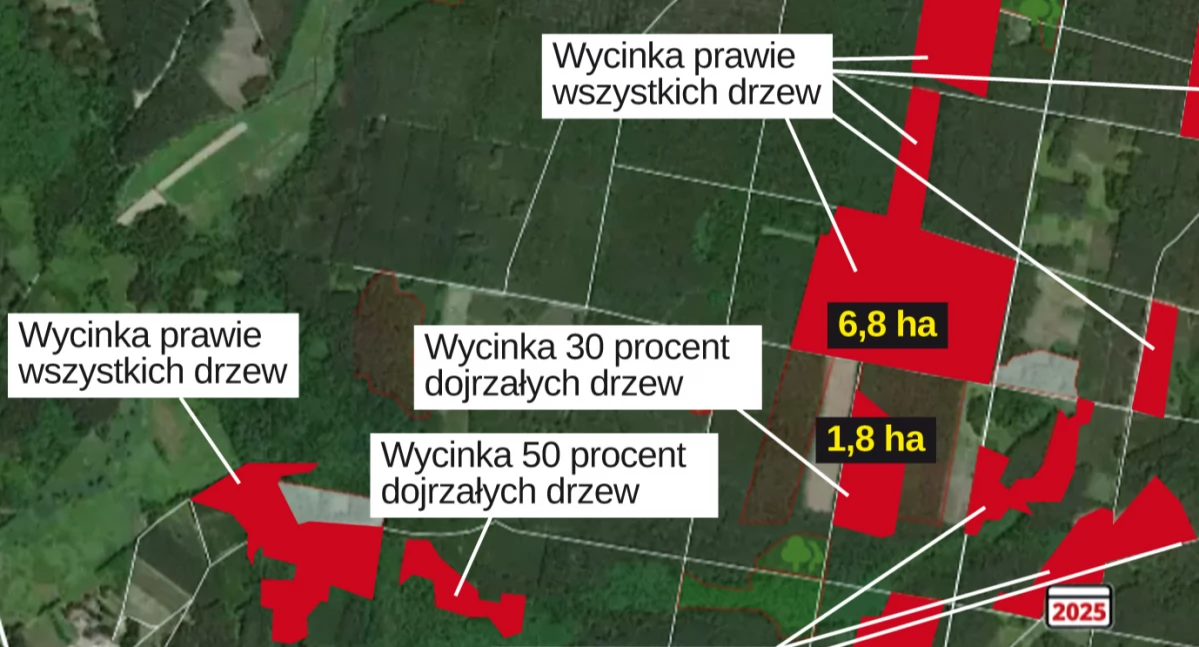 Sprawdź, gdzie Lasy drwa rąbią. Mamy mapy wycinek w okolicach Radomska
