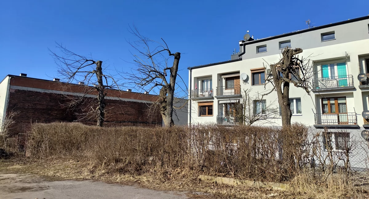 Radomszczanin: - To nie pielęgnacja, to rzeź na drzewach. One tego nie przetrwają
