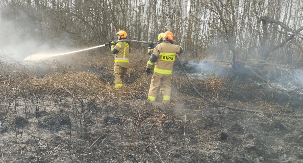 Osiem zastępów straży gasiło pożar traw w Stęszowie w gminie Gidle. Takich zdarzeń jest cztery razy więcej niż przed rokiem