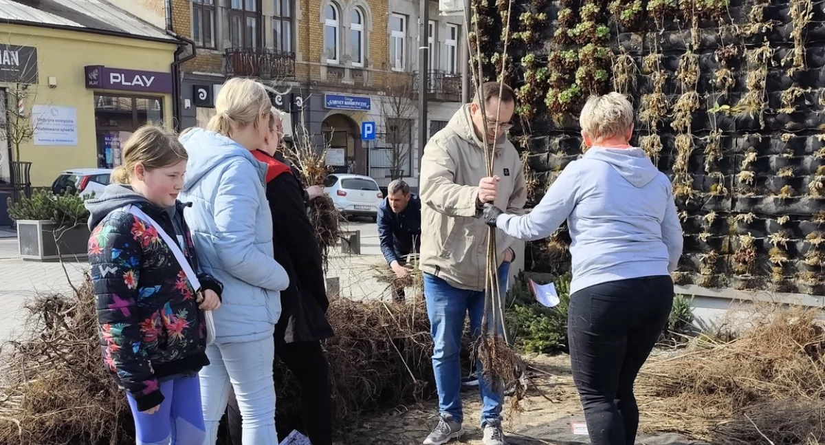Zielone Radomsko. Urzędnicy z wydziału ochrony środowiska rozdawali sadzonki drzew. Przy zielonej ścianie