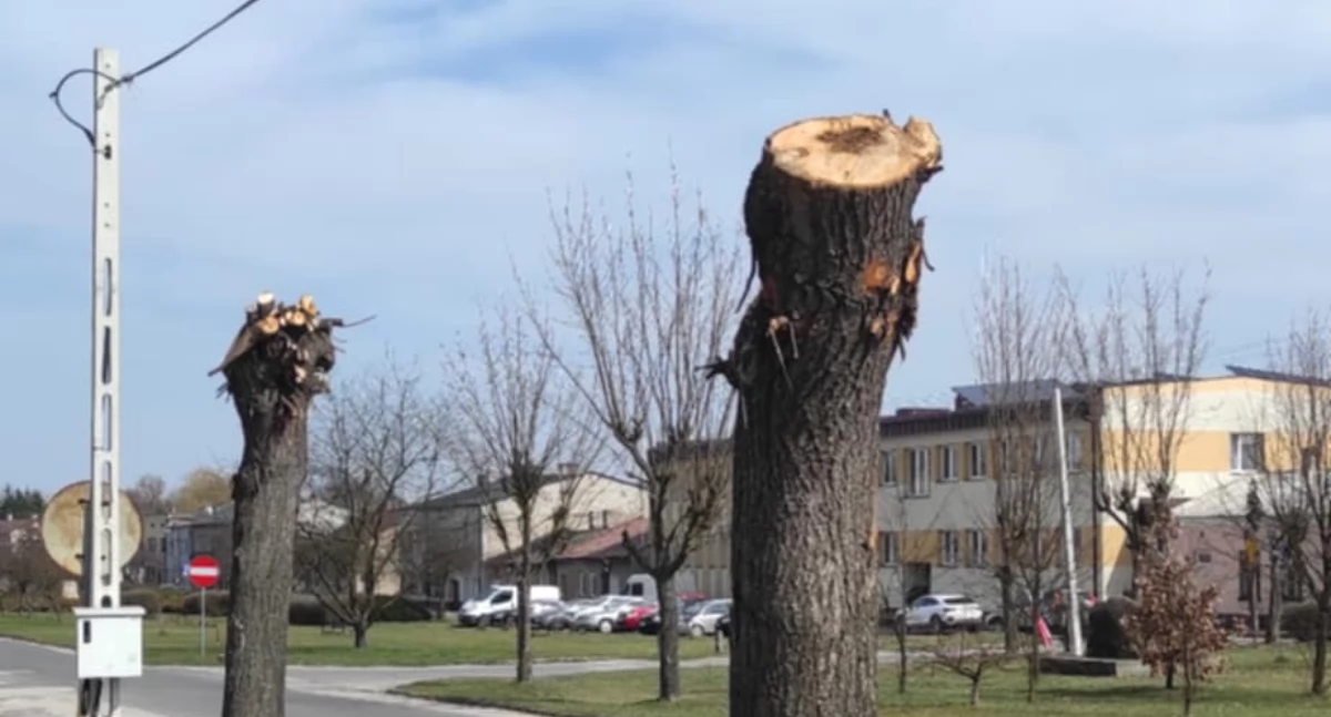Mieszkaniec Przedborza: - Zobaczcie, co zrobiono drzewom przy Częstochowskiej. To zbrodnia na przyrodzie