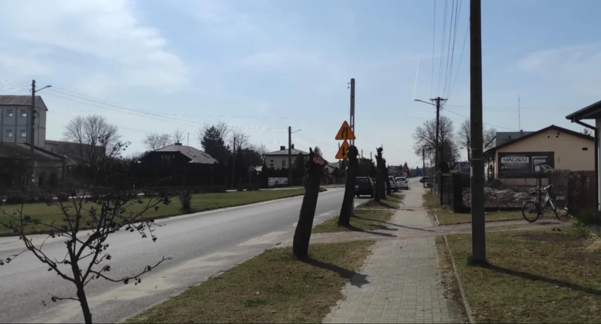 Starostwo o drzewach przy Częstochowskiej: - My je ratujemy. Ktoś przed nami je tak potraktował, nie wiemy kto. I groziło im, że uschną
