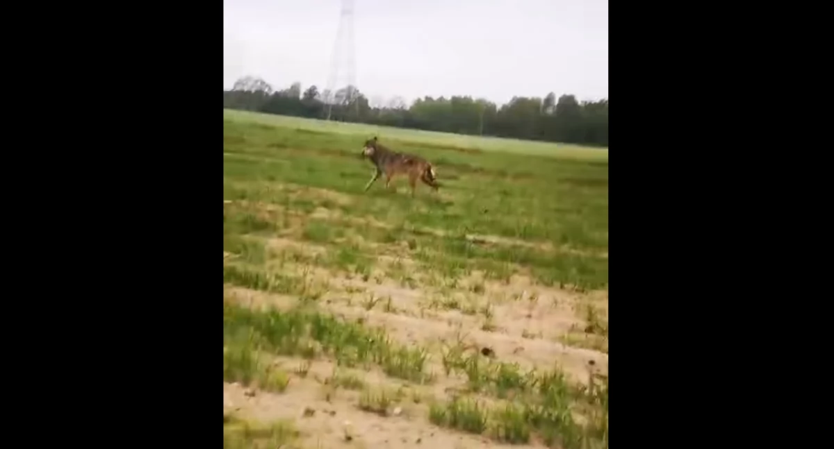 [FILM] Burmistrz Kamieńska: - Uwaga na wilka. Chcemy go przepłoszyć. Jak się nie uda, to odłowić
