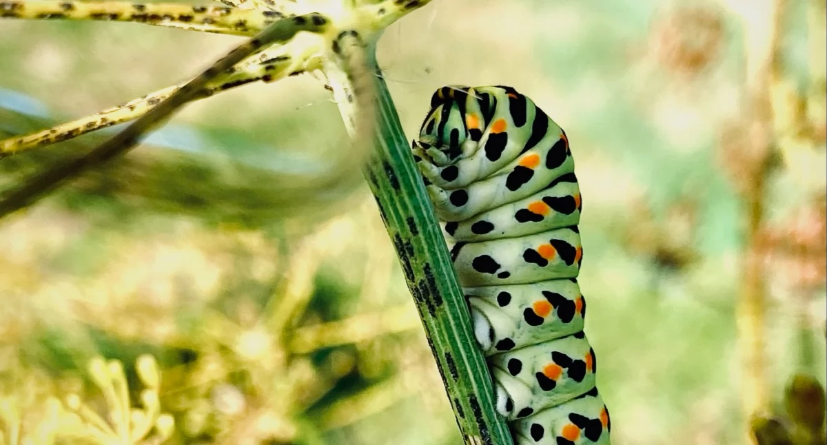 Uchwyć Naturę - Zainspiruj i Zdobądź Nagrodę