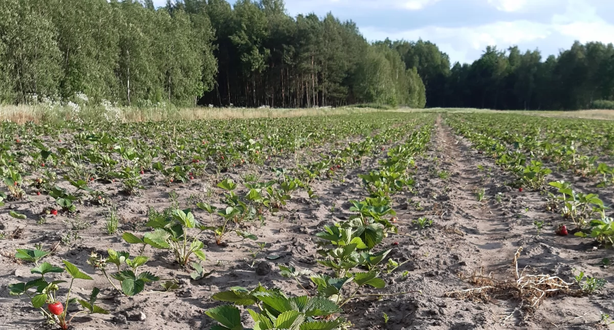 Sajgon w truskawkach: zmiany klimatu odbijają się na produkcji: „Wszystko przyspieszyło