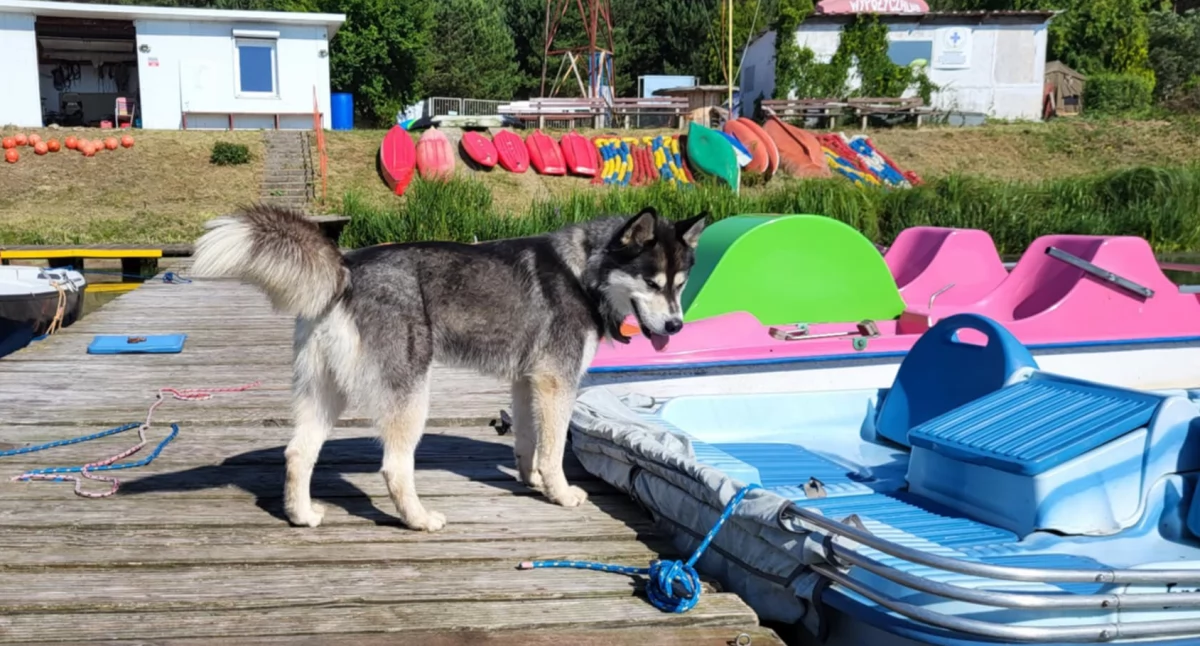 Diego czeka na nowy dom. To husky, którym zajęli się ratownicy z radomszczańskiego WOPR-u