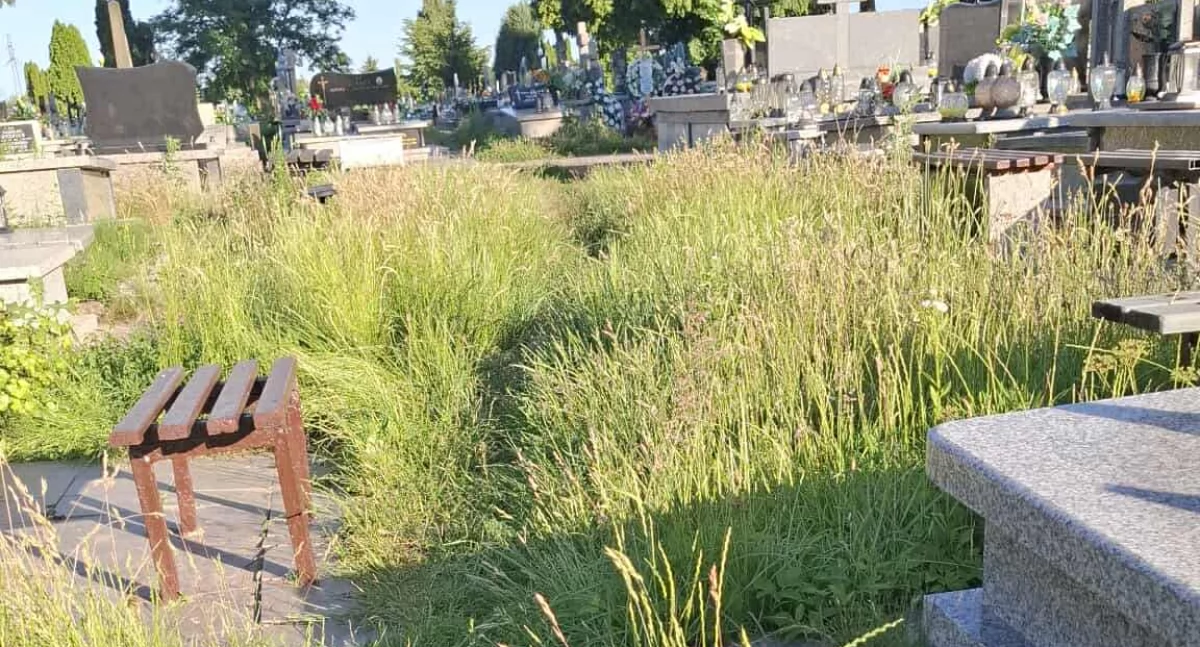Czytelniczka: - To jest super dojście do grobu lotników na Nowym Cmentarzu. Gdzie administrator? Zarządca: - Kosimy na bieżąco, ale przez te ławki...