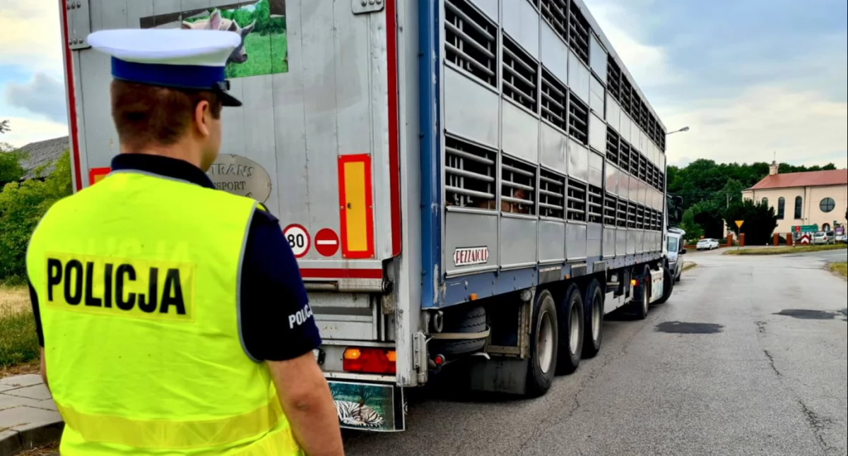 Transport zwierząt pod kontrolą. Policjanci sprawdzali jak są przewożone