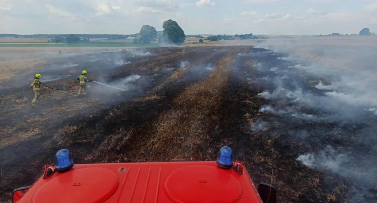Pożar zboża w okolicach Sokolej Góry. Spłonęło 3 hektary pszenżyta. Strażacy przypominają o zasadach bezpieczeństwa podczas żniw