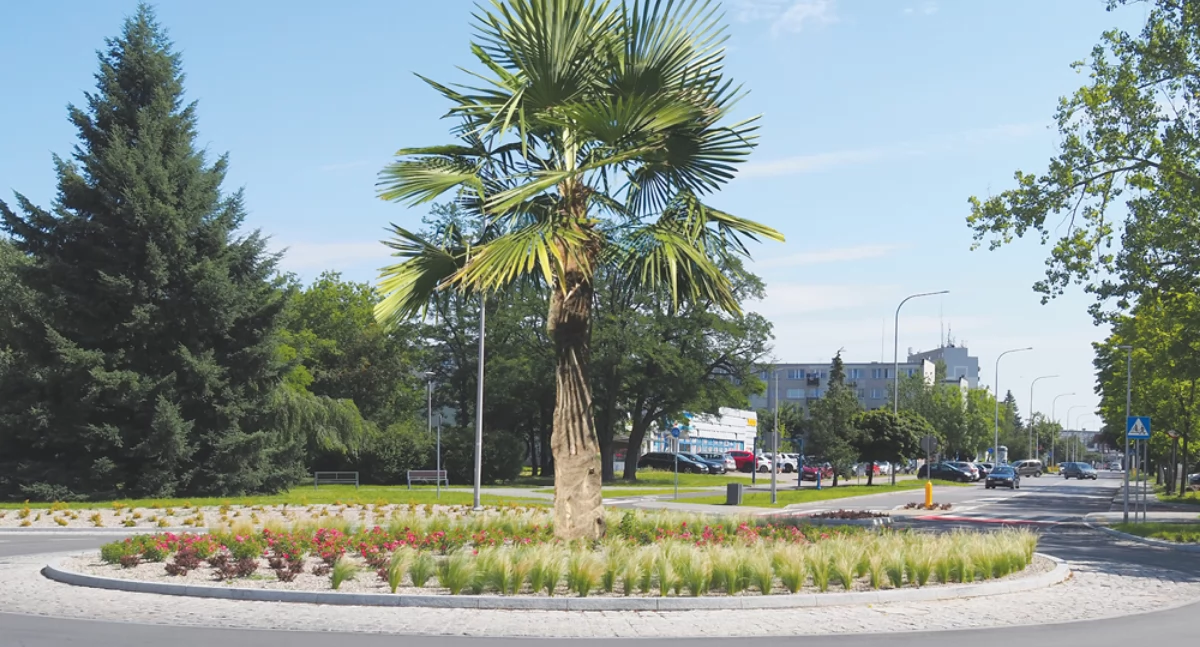 Jaja z obywateli. O co z tymi palmami w Radomsku chodzi? Tym razem trochę bardziej na poważnie