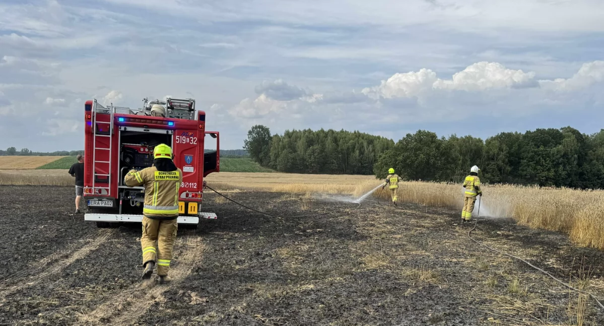 Pożar zboża w Niedośpielnie. Gasiło go pięć jednostek straży pożarnej