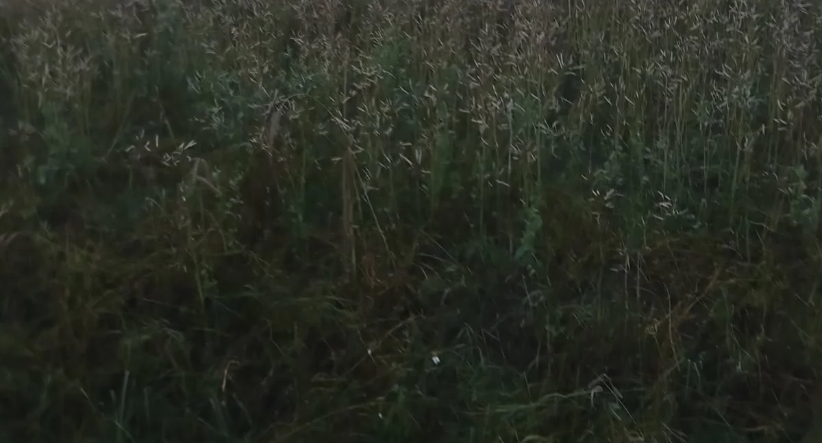 Rolnik z gminy Lgota Wielka: - To była klęska żywiołowa. Wszystko zniszczone co najmniej w połowie 