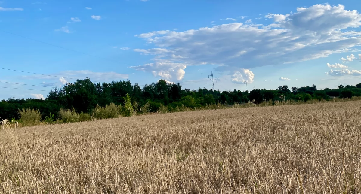 Będą świętować zakończenie żniw. Dożynki gminy Lgota Wielkiej w Krępie w pierwszą niedzielę września. W programie m.in. festiwal kolorów