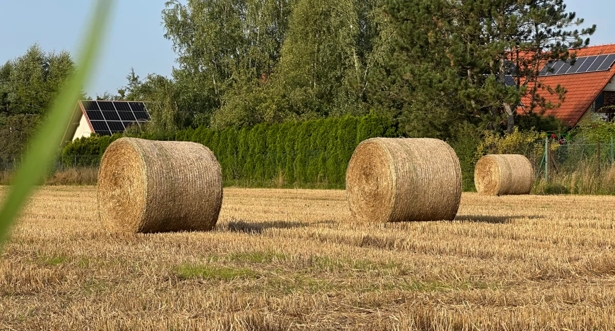 Gmina Ładzice zaprasza na „Święto Chleba