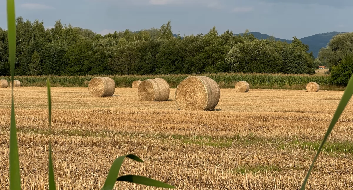 Dożynki Gminno-Parafialne w Kamieńsku. Wspólne świętowanie już w przyszłą niedzielę. Jakie atrakcje przygotowano?