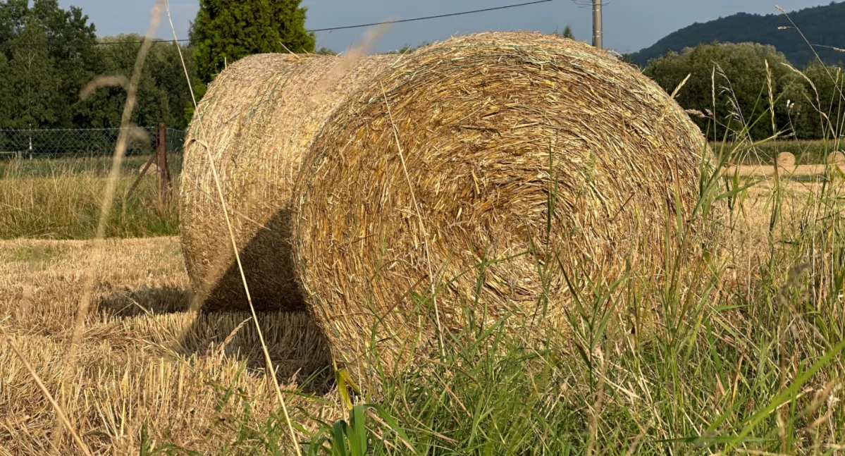 Dożynki Gminno-Parafialne w Rzejowicach. Święto plonów połączone z festynem rodzinnym