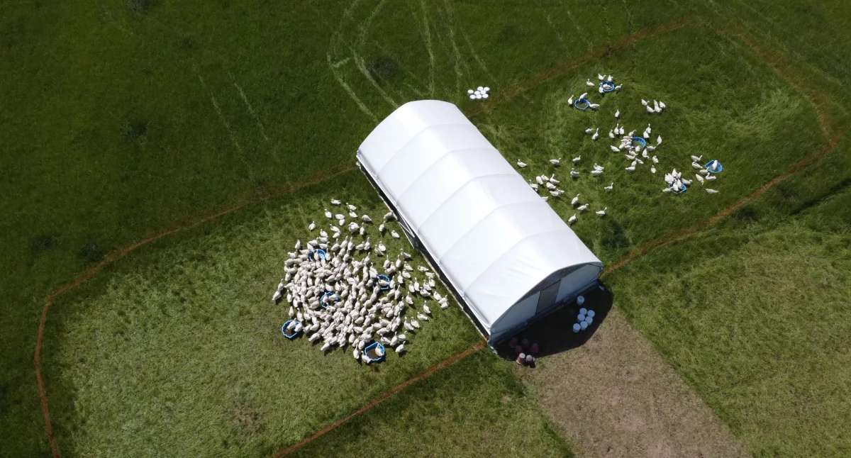 Świnie rasy puławskiej w Manufakturze Dobra – smak, który wraca do korzeni