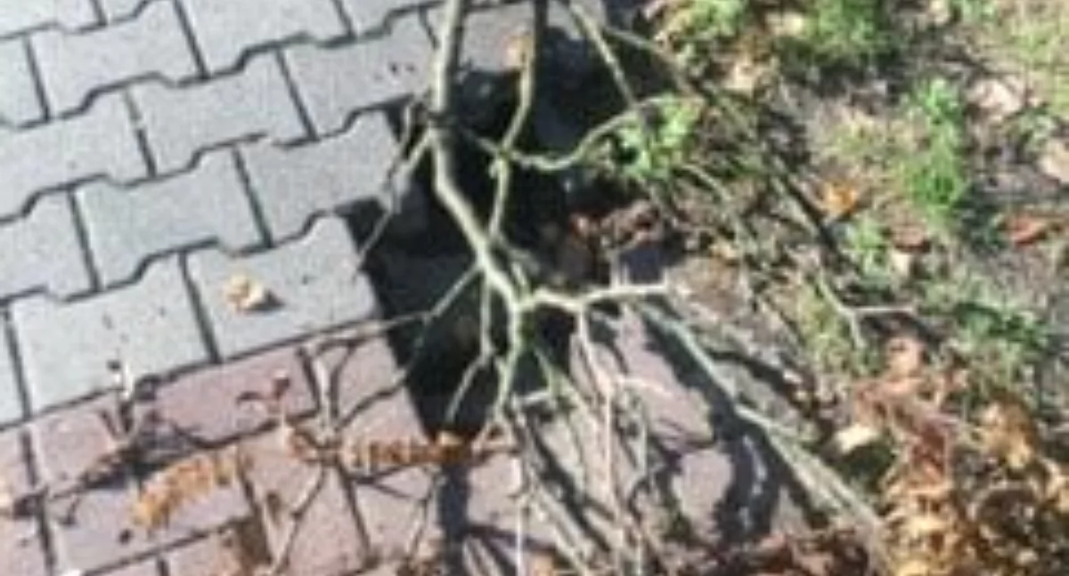 Czytelniczka: Tak się w Radomsku dba o chodniki. Dobrze, że ktoś pomyślał i położył gałąź, bo można nogę złamać