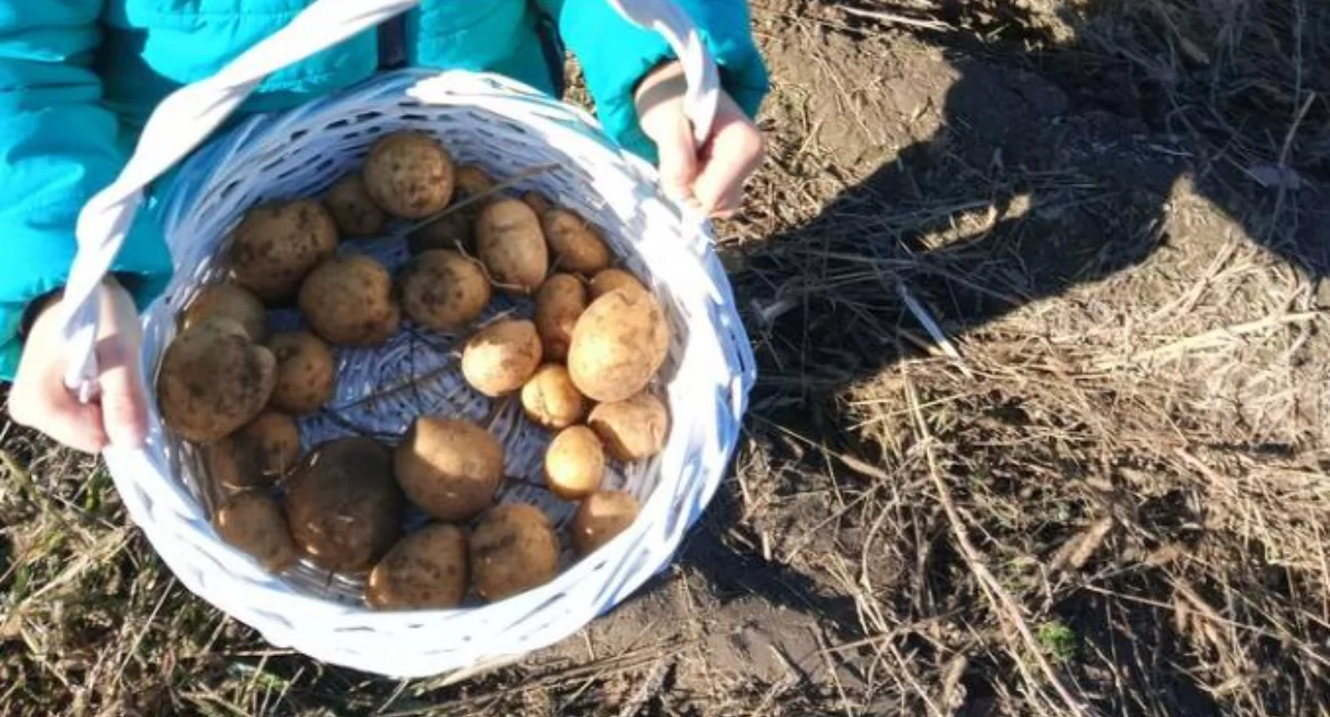 Druga edycja “Rajdu Pieczonego Ziemniaka“ w Kamieńsku już 12 października. Planowana trasa mierzy 18 km, a na mecie - poczęstunek
