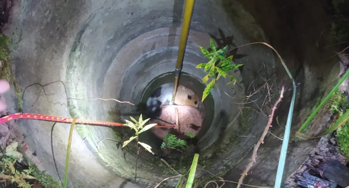 [WIDEO] Pies i lis wpadły do niezabepieczonej studni. Strażacy wydobyli zwierzęta z głębokości pięciu metrów