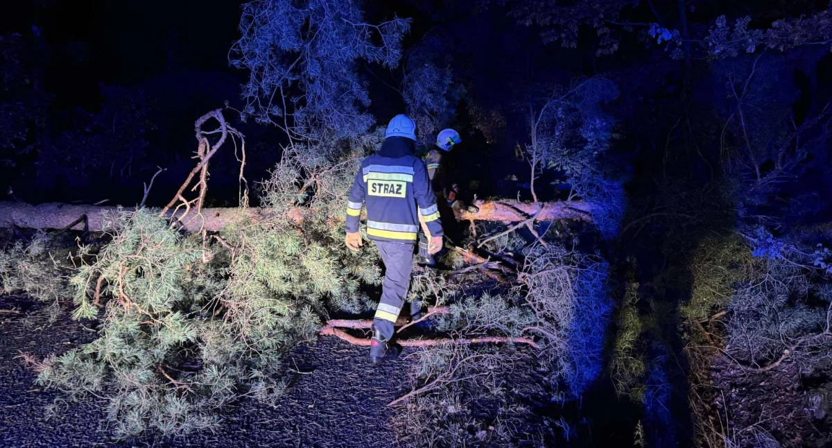 Nie wiało, a drzewo leżało na drodze. Strażacy podejrzewają, że ktoś je ściął. Tylko po co? Zgłosili to policji