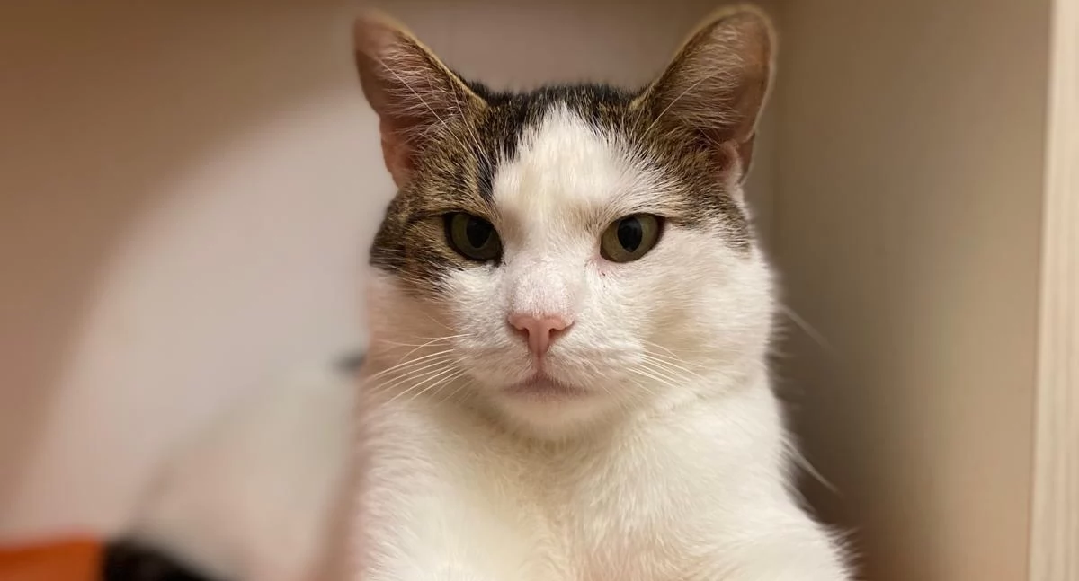 Koci chłopak do pilnej adopcji. Kociarnia traci lokal w grudniu, dlatego pilnie szuka domów dla swoich podopiecznych