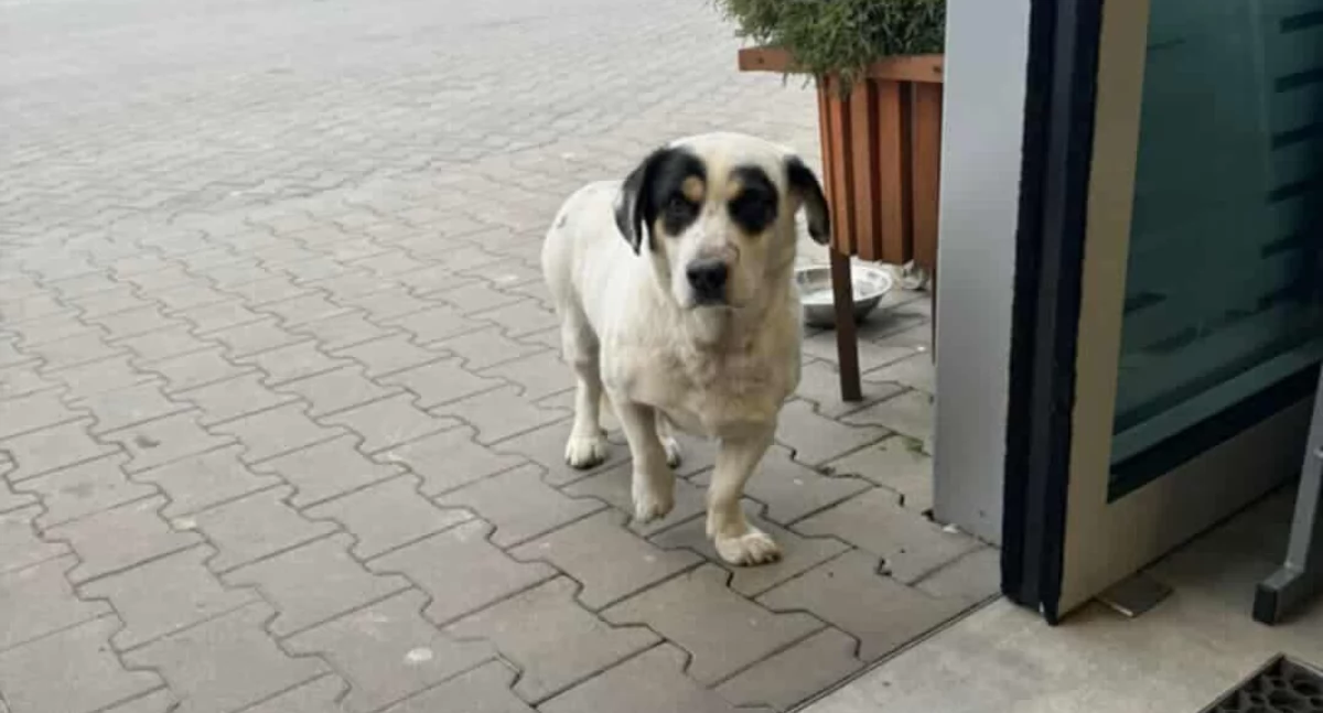 Czyja zguba?  Urząd Miejski w Przedborzu poszukuje właściciela psiego uciekiniera