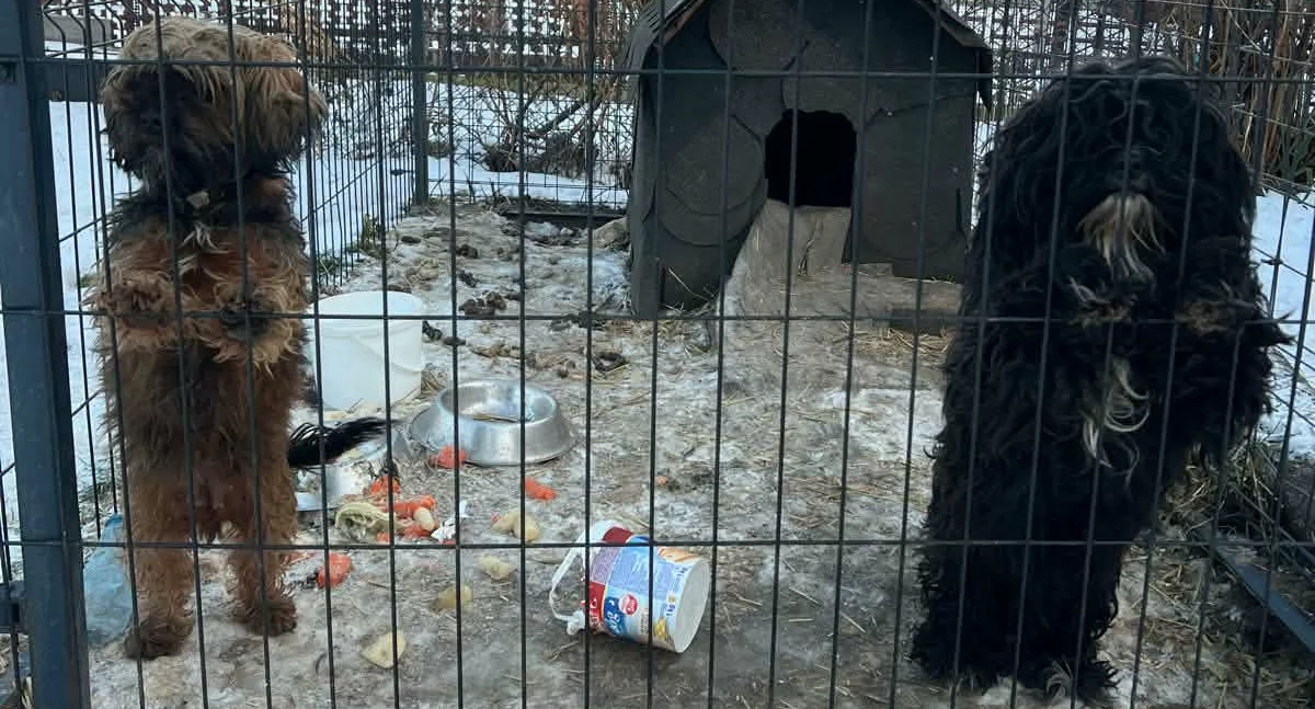 Andżelika Chodorek: - To roczne pieski. Całe mokre, posklejane. W budzie tylko mokra szmata, resztki z obiadu zamrożone, zero wody