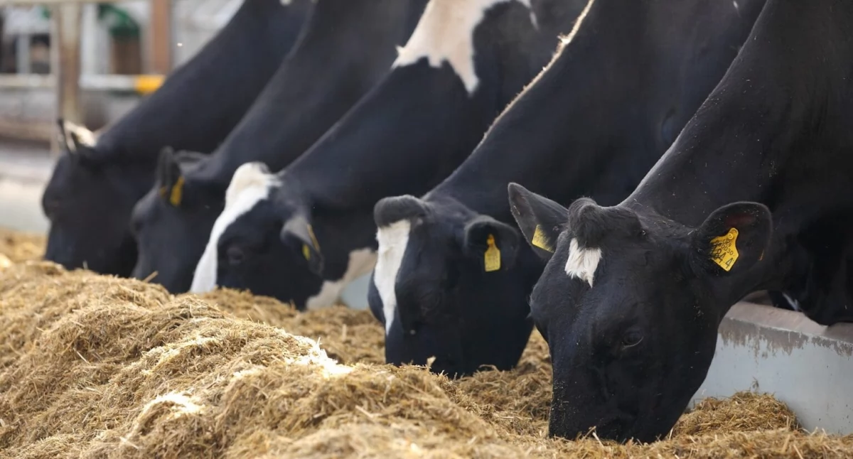 Powiatowy Lekarz Weterynarii do hodowców: - Preparaty biobójcze tracą swoje właściwości w temperaturach poniżej zera 