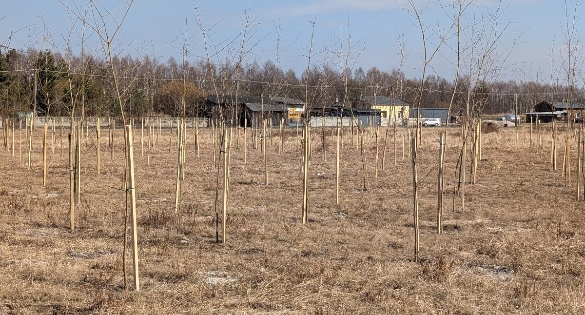 Czytelniczka: - Po co miasto sadzi tyle drzew, skoro las mamy za domami? I jeszcze ma być obwodnica? Miasto: - To nasadzenia kompensacyjne