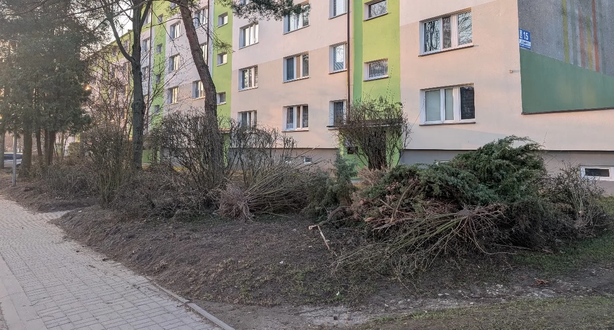 Czytelnik: Wyrywali i zdewastowali zieleń. Wiceprezes RSM-u: - To mieszkańcy chcieli, żeby zrobić porządek ze starym żywopłotem